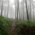 camino portugues espiritual wald