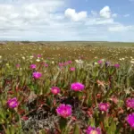 Rota Vicentina Blüten