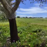 Rota Vicentina Korkeiche