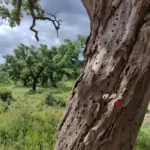 Rota Vicentina Korkeiche 2